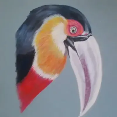 Toucan a ventre rouge